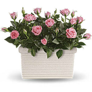 Rose Repose | Roses | Same Day Flower Delivery | Pink | Teleflora