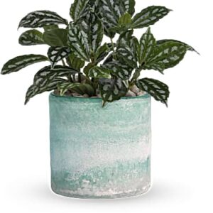 Seaside Mist Plant | Mixed Bouquets | Same Day Flower Delivery | White | Teleflora