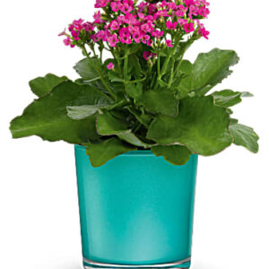 Shimmering Aqua Plant | Mixed Bouquets | Same Day Flower Delivery | Pink | Teleflora