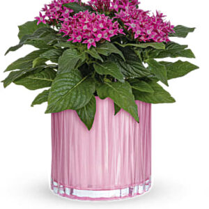 Shimmering Starcluster | Mixed Bouquets | Same Day Flower Delivery | Pink | Teleflora