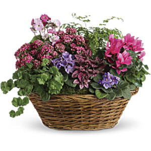 Simply Chic Mixed Plant Basket | Roses | Same Day Flower Delivery | Pink | Teleflora