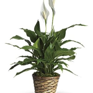 Simply Elegant Spathiphyllum (Peace Lily) | Mixed Bouquets | Same Day Flower Delivery | White | Teleflora