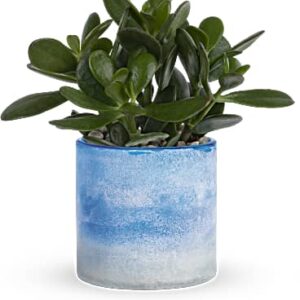 Sky Glass Jade Plant | Mixed Bouquets | Same Day Flower Delivery | Multi-Colored | Teleflora