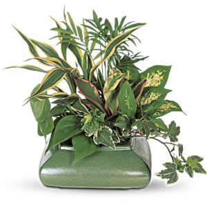 Small Garden Dish | Mixed Bouquets | Same Day Flower Delivery | Green | Teleflora