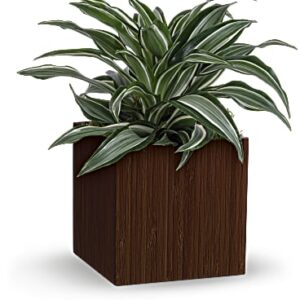 Soothing Dracaena | Mixed Bouquets | Same Day Flower Delivery | Green | Teleflora