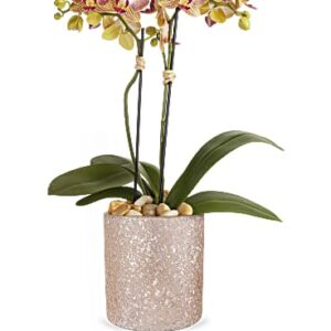 Sparkling Orchid | Orchids | Same Day Flower Delivery | Multi-Colored | Teleflora