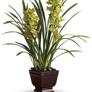 Splendid Orchids | Same Day Flower Delivery | White | Teleflora