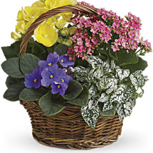 Spring Has Sprung Mixed Basket | Mixed Bouquets | Same Day Flower Delivery | Multi-Colored | Teleflora