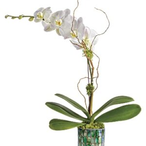 Stained Glass Orchid | Orchids | Same Day Flower Delivery | White | Teleflora