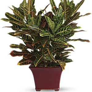 Stately Croton | Mixed Bouquets | Same Day Flower Delivery | Multi-Colored | Teleflora