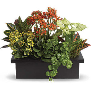 Stylish Plant Assortment | Mixed Bouquets | Same Day Flower Delivery | Multi-Colored | Teleflora