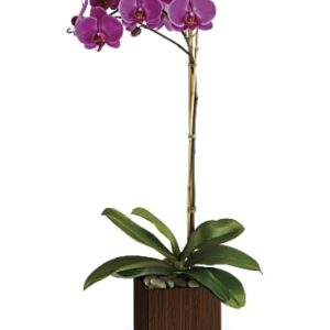 Sublime Orchid | Orchids | Same Day Flower Delivery | Purple | Teleflora