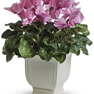 Sunny Cyclamen | Mixed Bouquets | Same Day Flower Delivery | Pink | Teleflora