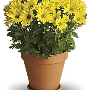 Sweet As A Daisy | Daisies | Same Day Flower Delivery | Yellow | Teleflora