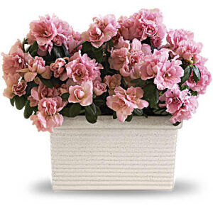 Sweet Azalea Delight | Mixed Bouquets | Same Day Flower Delivery | Pink | Teleflora