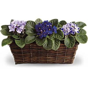 Sweet Violet Trio | Mixed Bouquets | Same Day Flower Delivery | Purple | Teleflora