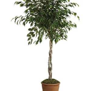 Towering Ficus | Mixed Bouquets | Same Day Flower Delivery | Multi-Colored | Teleflora