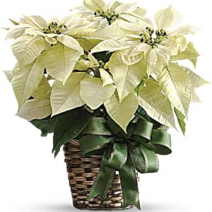 White Poinsettia | Mixed Bouquets | Same Day Flower Delivery | Teleflora