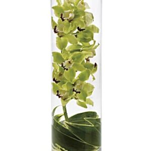 Zensational | Orchids | Same Day Flower Delivery | Green | Teleflora